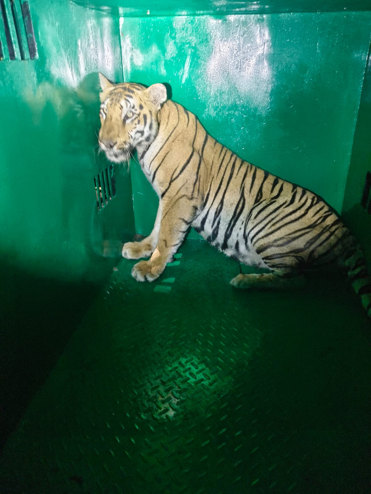 नरभक्षी T-120 वाघीण जेरबंद; चार बछडे आईविना, वन विभागासमोर नवे आव्हान