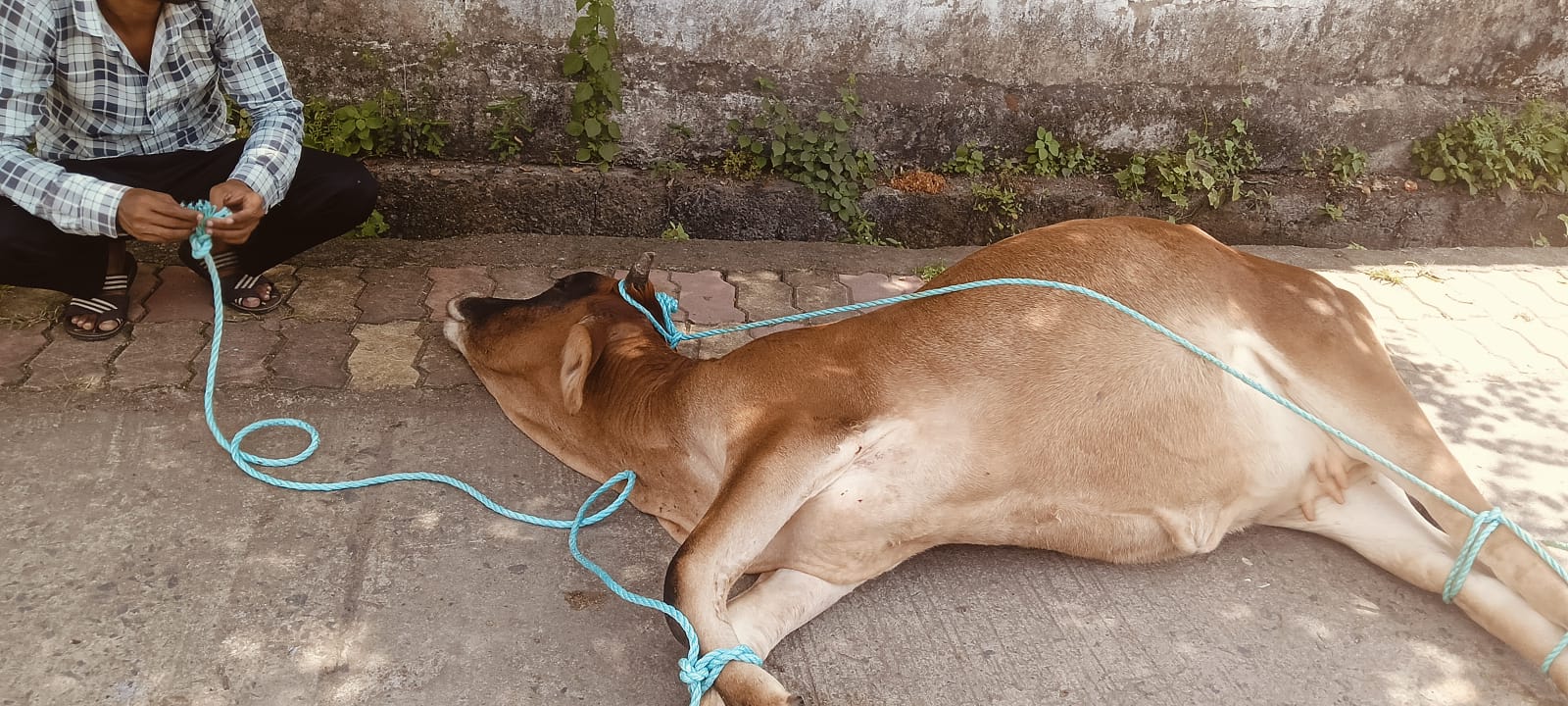 रास्ते पर घूम रही घायल गौ माता का गौ रक्षा हिन्दु दल ने किया रेस्क्यू