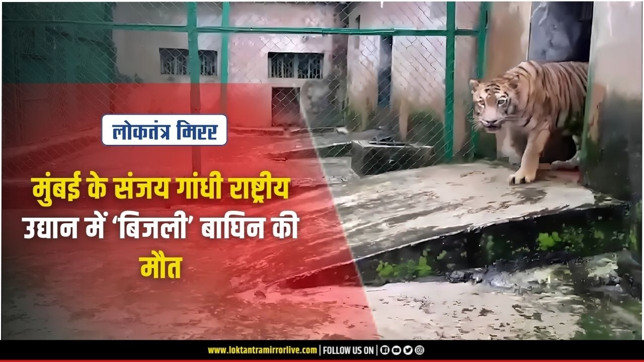 MUMBAI | मुंबई के संजय गांधी राष्ट्रीय उद्यान में ‘बिजली’ बाघिन की मौत