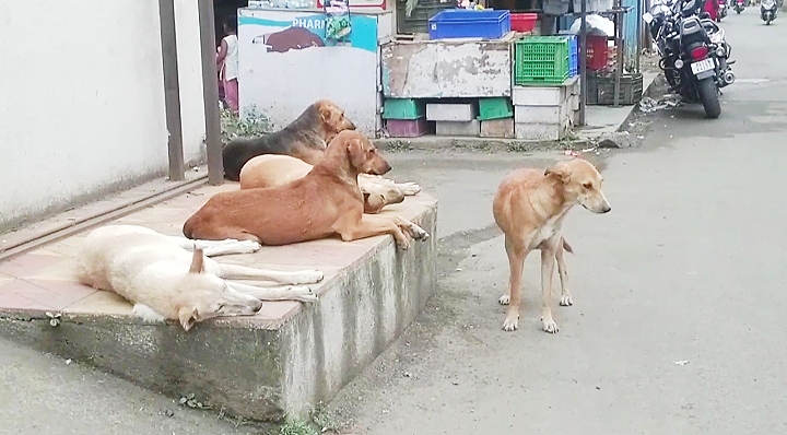 पुणे शहरात भटक्या कुत्र्यांसाठी विशेष रेबीज लसीकरण मोहीम