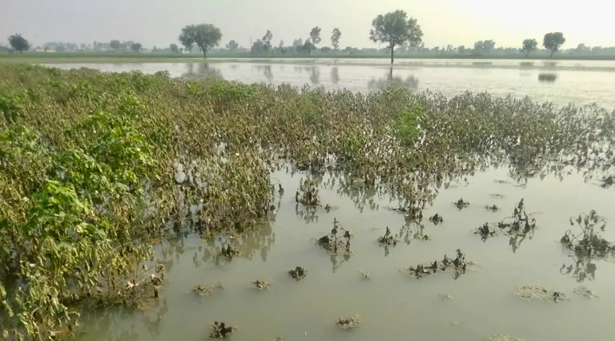 खरीफ की फसल बर्बाद, अब रबी पर संकट! पानी के आरक्षण पर फिर विचार करे सरकार