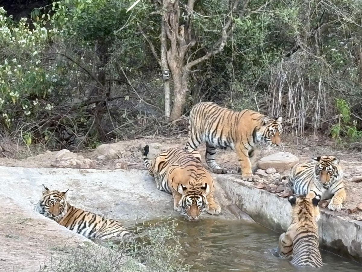 Tiger Reserve Plans : चार बाघ प्रकल्पों के संरक्षण प्लान पर अब तक मंजूरी क्यों नहीं? हाईकोर्ट ने NTCA से मांगा जवाब